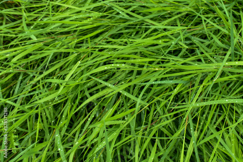 Green grass with dew drops. Background with green grass. wide aperture focus. A lot of green grass stalks with long leaves. Herbaceous background, beautiful herbal texture. Close-up, selective focus.
