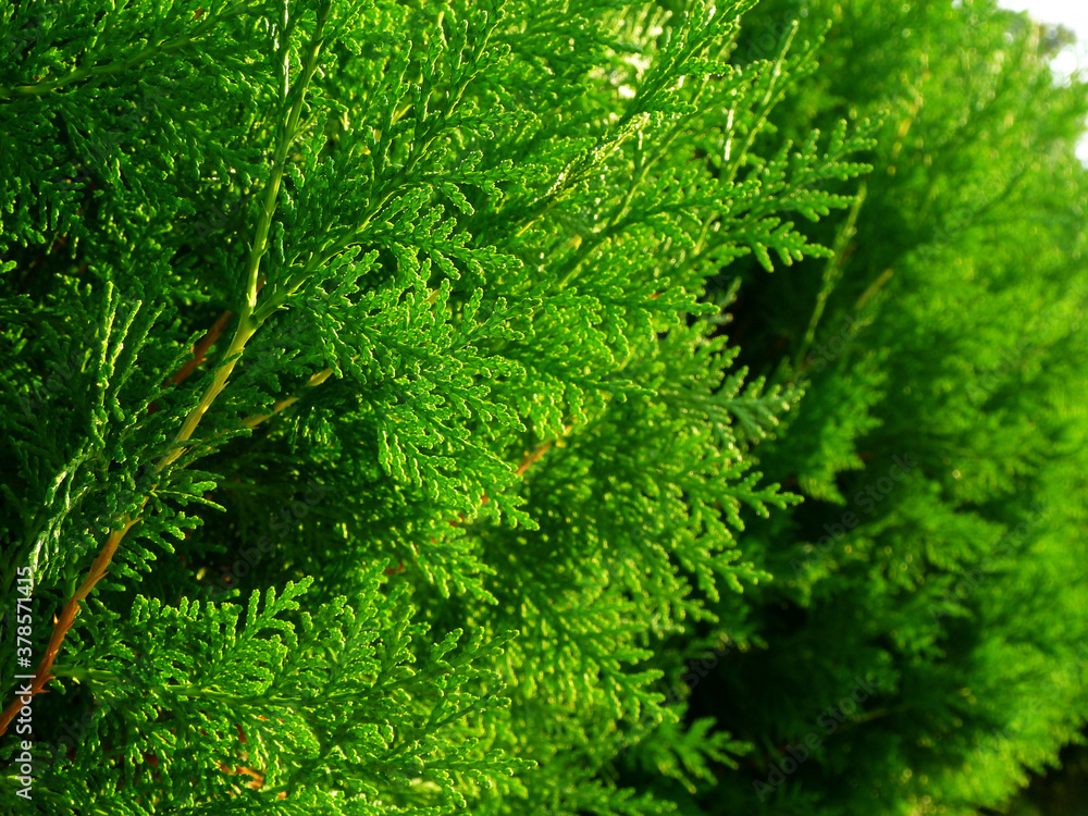 bright emerald green Thuja branch in selective focus. closeup macro view. soft blurred evergreen foliage in the background. soft green image. beautiful and fresh nature background. bright emerald green Thuja branch in selective focus. closeup macro view. soft blurred evergreen foliage in the background. soft green image. beautiful and fresh nature background.