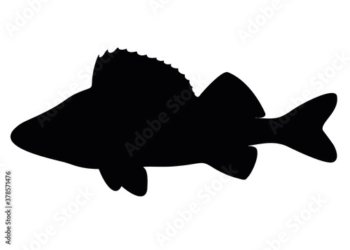 Large perch fish. Image for fishing.