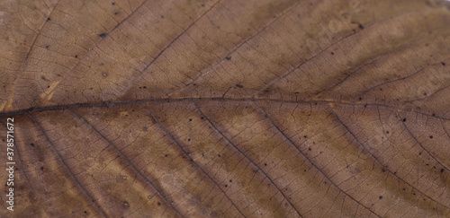 macro texture colorful yellow autumn leaf