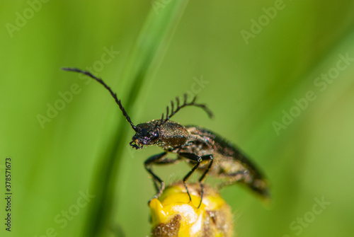 Close-up black bark beetle with large branchy  feelers on a bud of globeflower