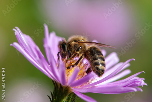 Close-up bee collecting nectar on a purple aster flower with a yellow inflorescence in motion on a sunny day in the garden © Tatiana