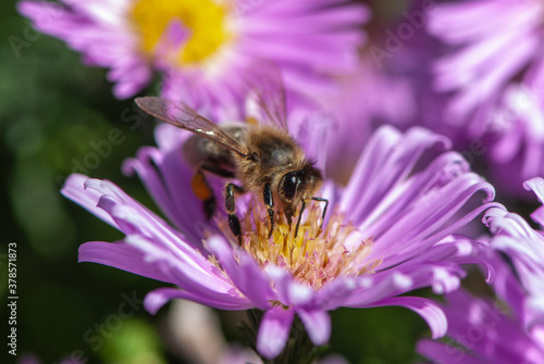 Close-up bee collecting nectar on a purple aster flower with a yellow inflorescence in motion on a sunny day in the garden