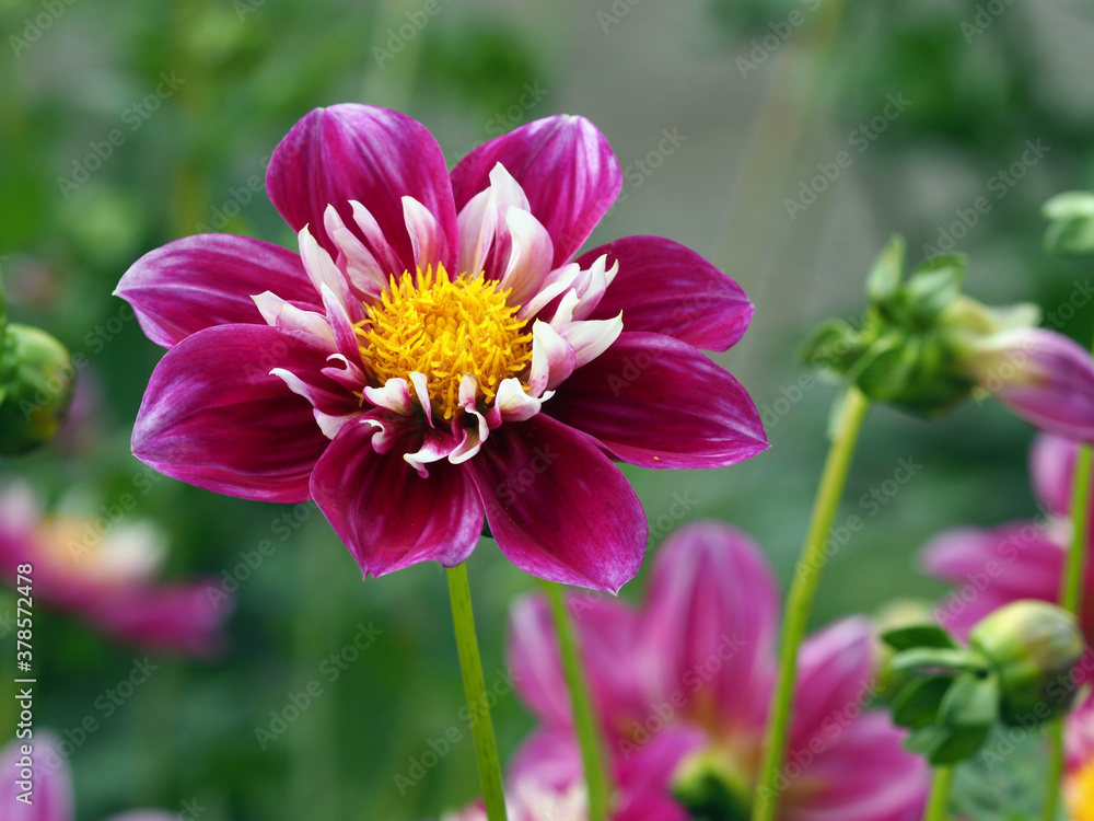 Obraz premium Flower