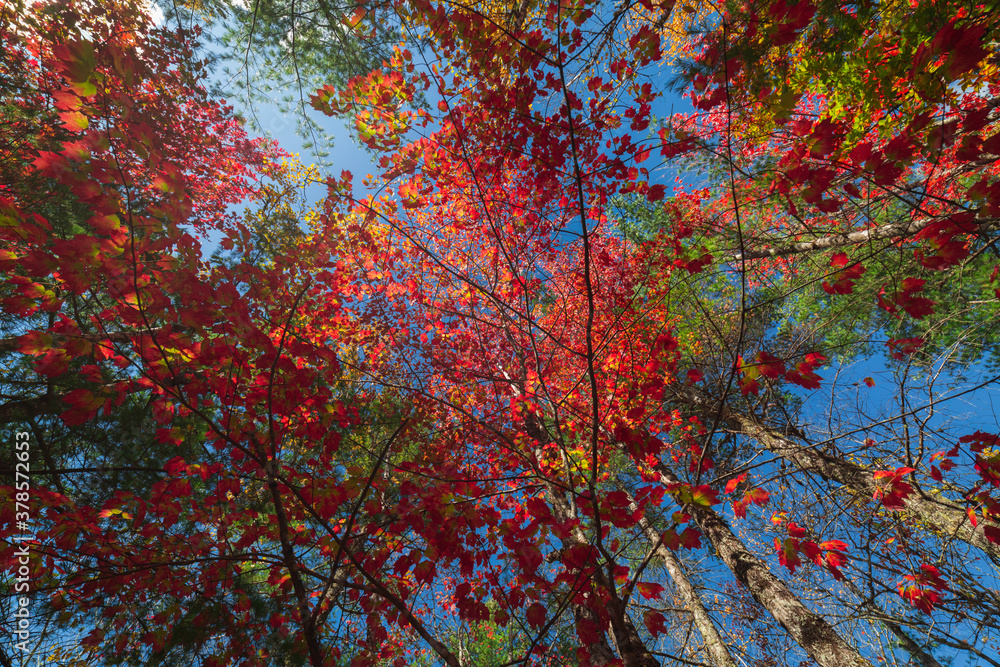 Autumn forest Autumn forest