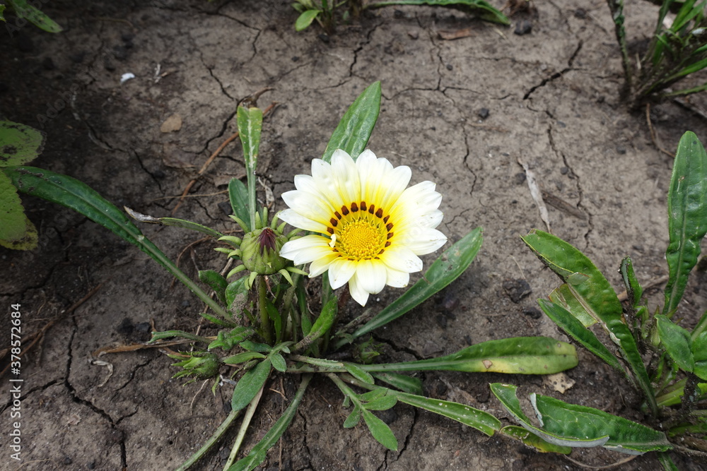 Bud and white flower of Gazania rigens in mid July Bud and white flower of Gazania rigens in mid July