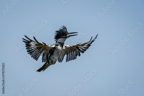 Belted Kingfisher - Flight © Bernie Duhamel