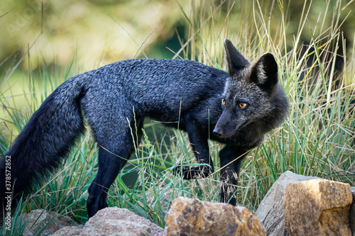 Silver Fox Morning Pose © Bernie Duhamel