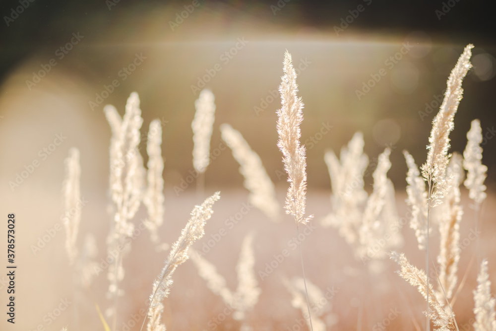 Fototapeta premium close up spikelets on the field with the sunset lights