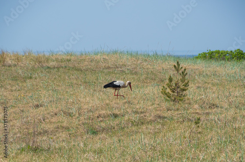 White stork hunting in seaside meadow on sunny summer day by Baltic sea