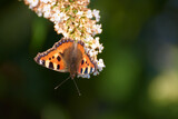 A butterfly on a blooming plant.