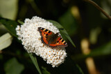 A butterfly on a blooming plant.