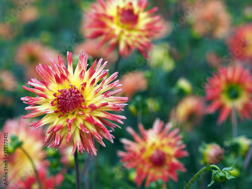 Gelbrote Dahlienblüten