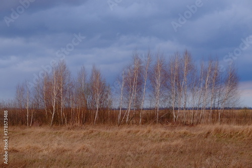 Small birch grove among yellow autumn grasses. Dramatic evening sky above the ground. Bright autumn landscape. Attractive nature.