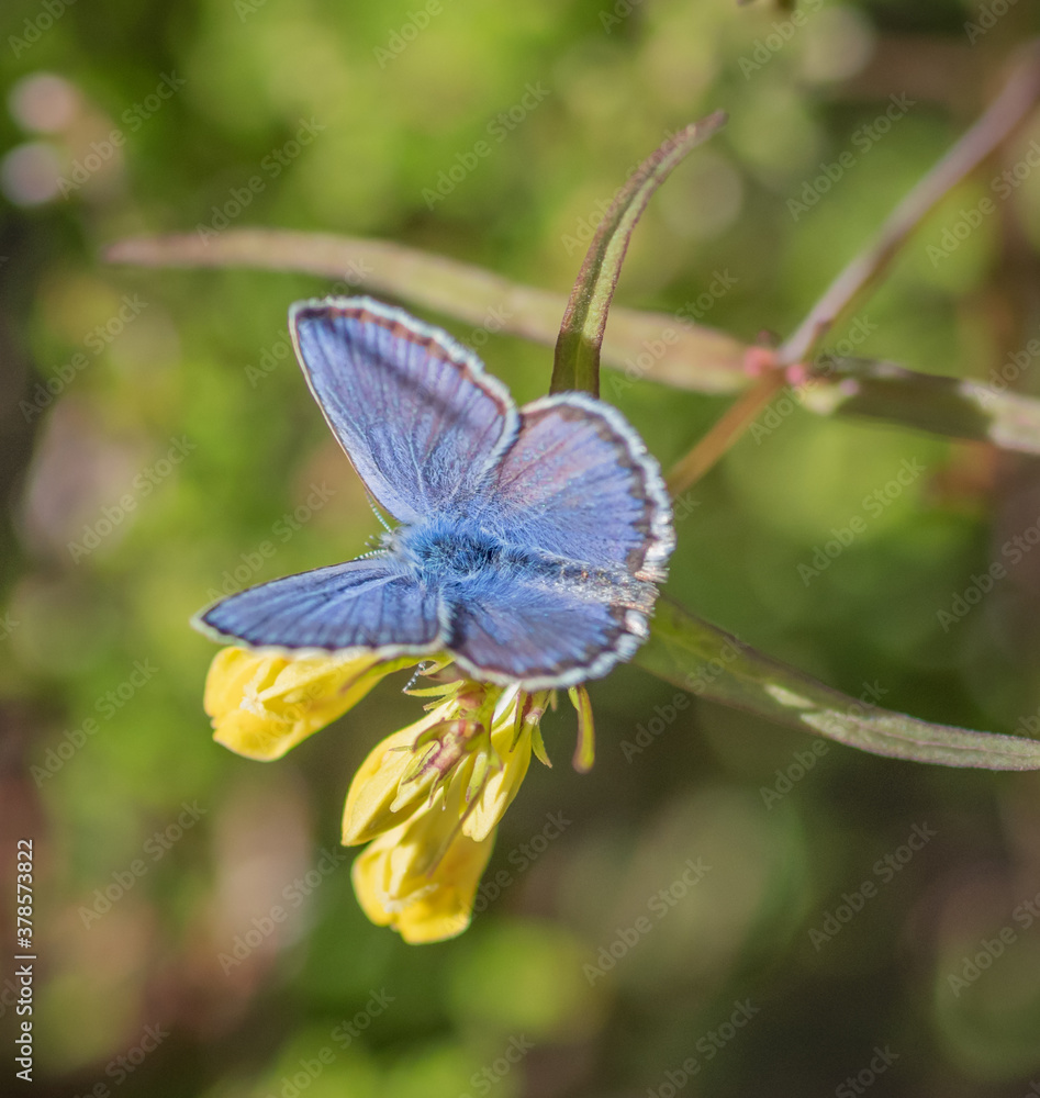 Closeup of Idas blue or northern blue butterfly on yellow flower of common cow-wheat Closeup of Idas blue or northern blue butterfly on yellow flower of common cow-wheat