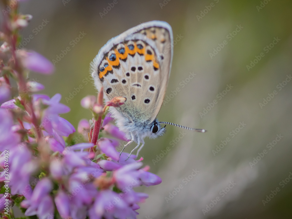 Obraz premium Closeup of the Idas blue or northern blue butterfly sitting on the flowering purple common heather bush