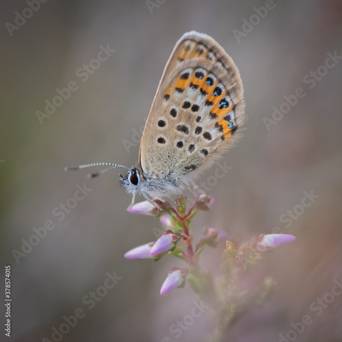 Closeup of the Idas blue or northern blue butterfly sitting on the flowering purple common heather twig