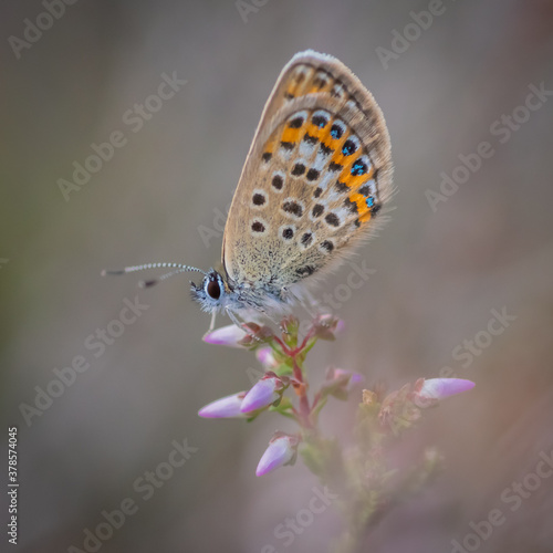 Closeup of the Idas blue or northern blue butterfly sitting on the flowering purple common heather twig