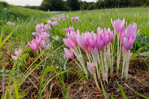 Blühende Herbstzeitlosen in der Wiese photo