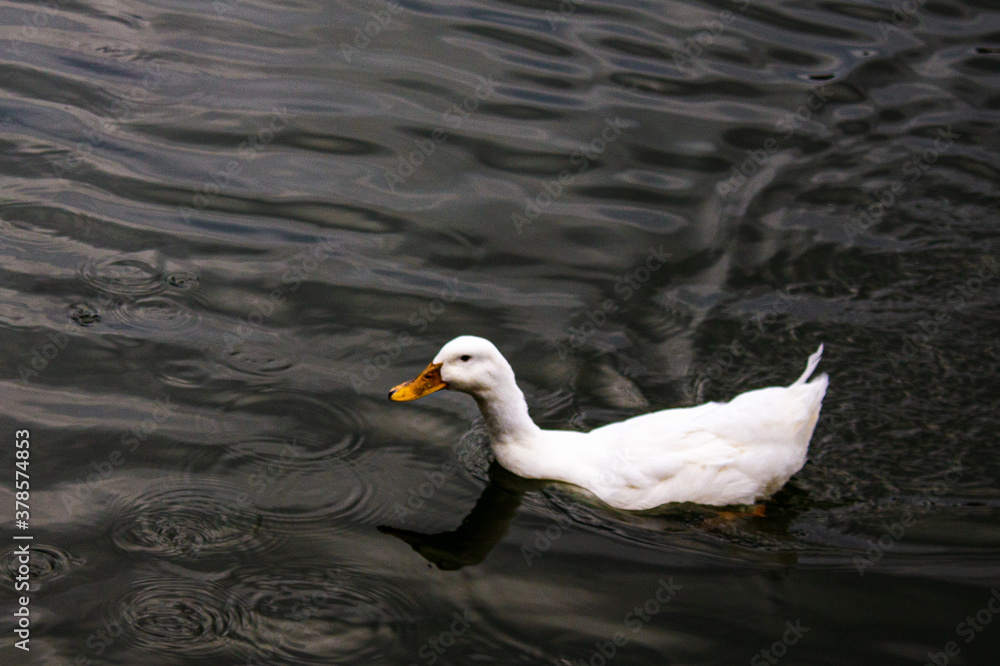 pato blanco nadando.