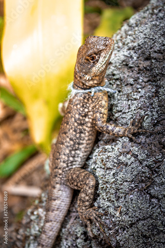 Lizard at a tree trunk