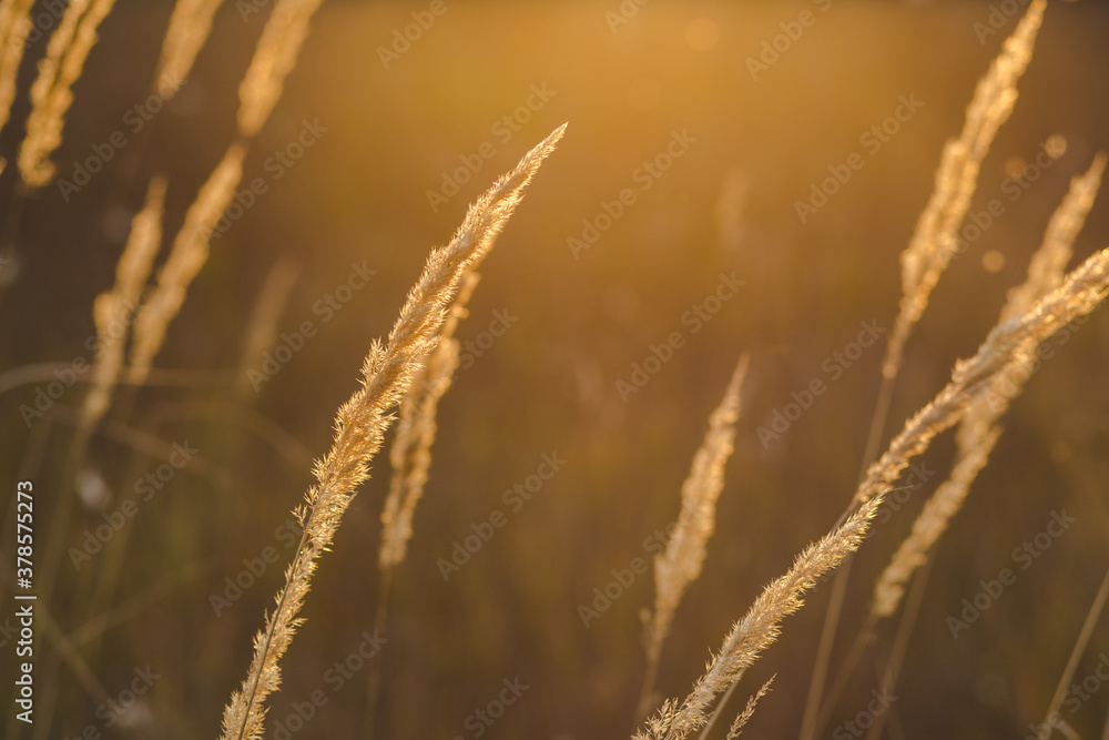 close up spikelets on the field with the sunset lights close up spikelets on the field with the sunset lights