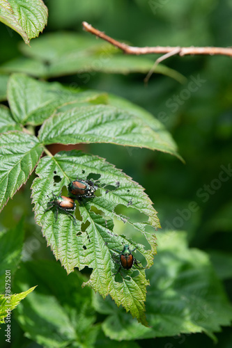 Japanese Beetle