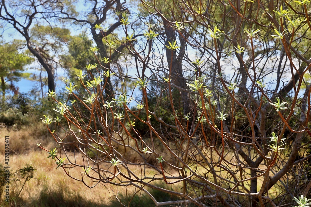 Fototapeta premium Euphorbia dendroides