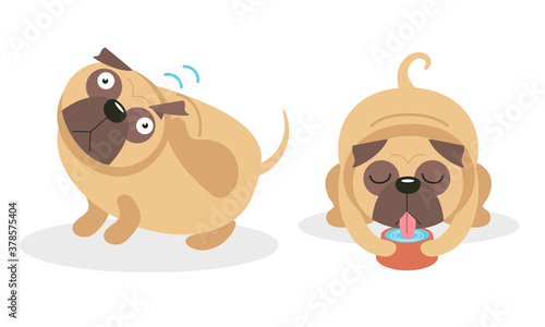 Cute Pug Scratching Head and Drinking Water Vector Set