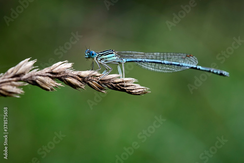 Blaue Federlibelle ( Platycnemis pennipes ). photo