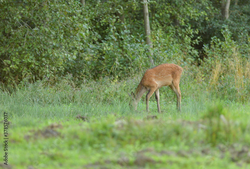 Deer hind coming out of a meadow to graze in the early evening