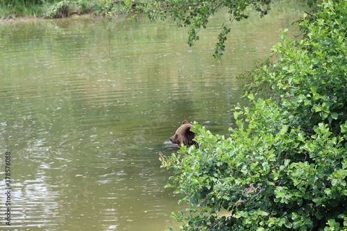bear in the water