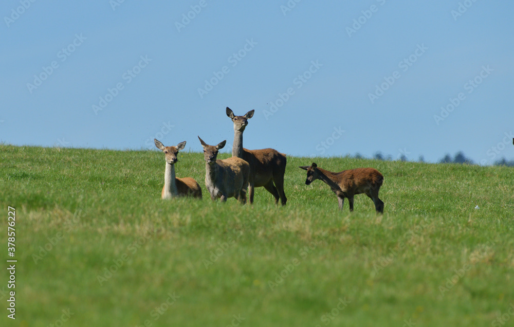 Fly insects flying around the fur of deer on a pasture meadow Fly insects flying around the fur of deer on a pasture meadow