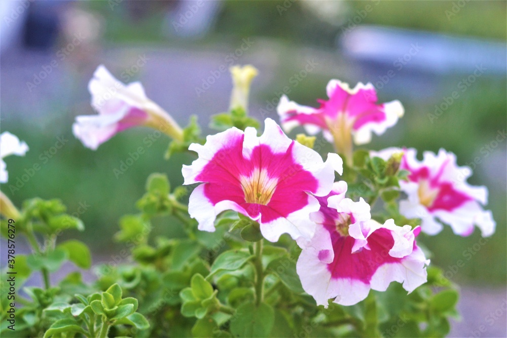 Fototapeta premium pink and white flowers