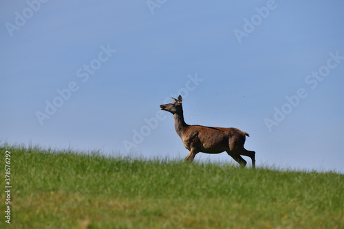 Fly insects flying around the fur of deer on a pasture meadow