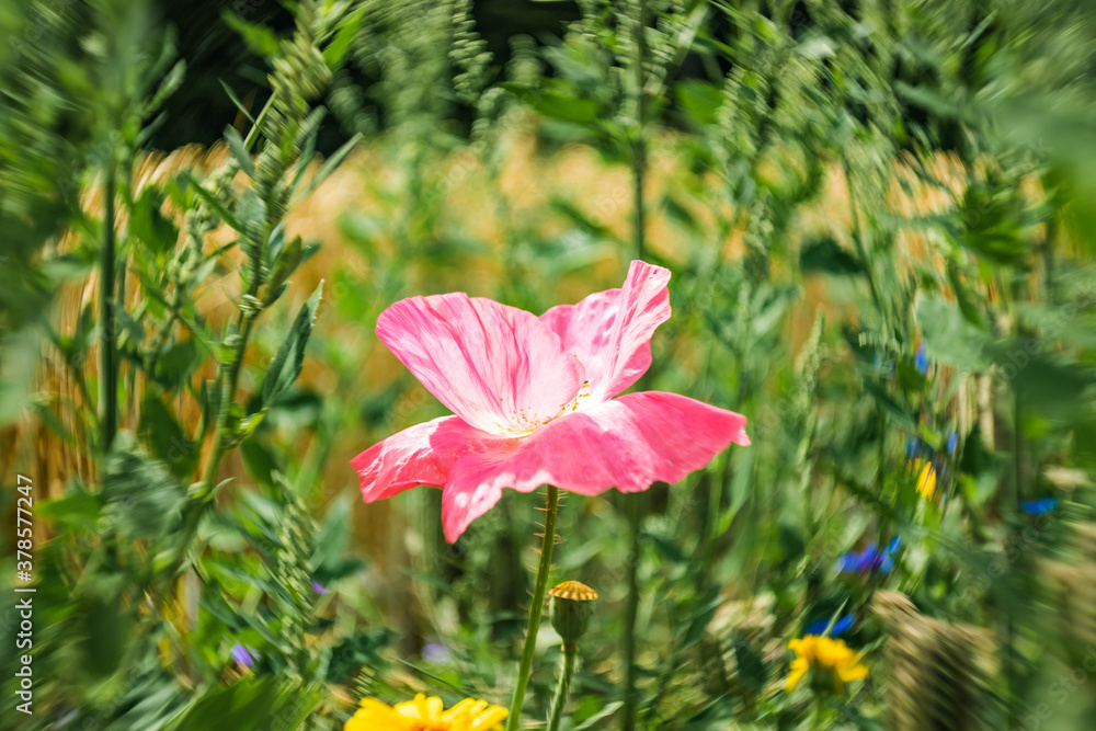 Fototapeta premium Bright gossip poppy