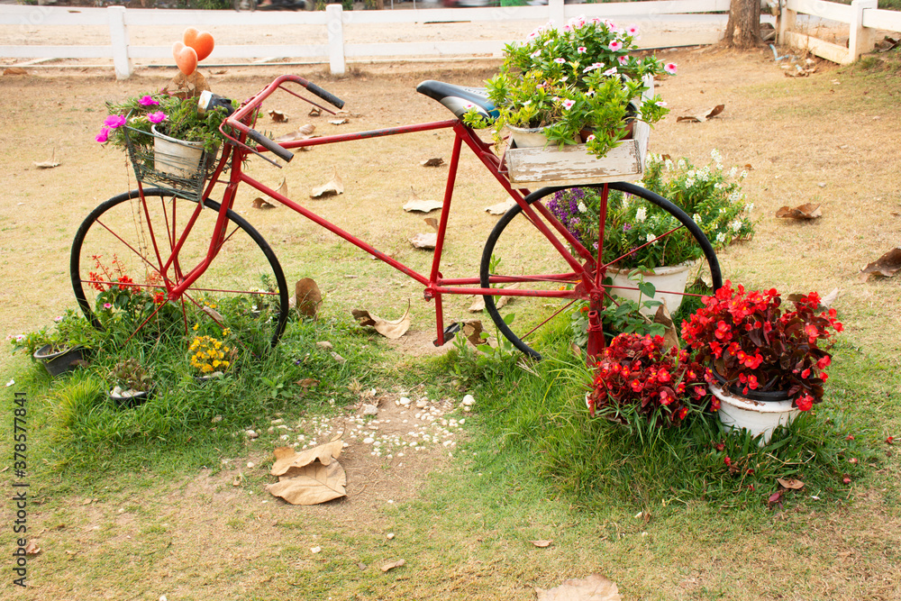 Old red classic vintage retro bicycle exterior decoration furniture of garden outdoor and flowers for travelers travel visit rest relax at cafe coffee shop at Pai city hill in Mae Hong Son, Thailand