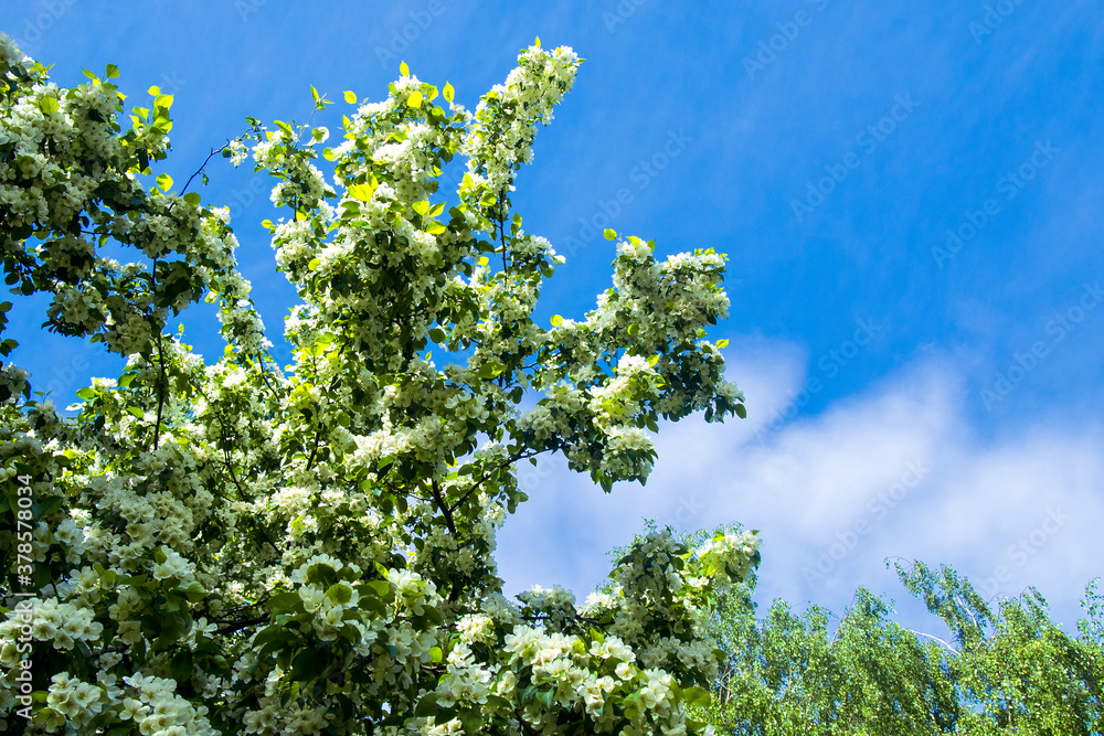 sky clouds and trees blooming Apple tree spring sky clouds and trees blooming Apple tree spring