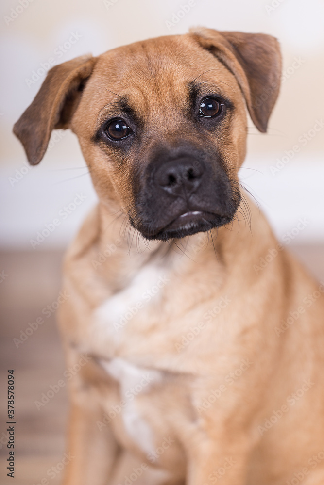 Puggle Puggle