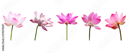 Pink Lotus flower collections isolated on white background. Nature concept For advertising design and assembly. File contains with clipping path so easy to work. © NOOMUBON PHOTO