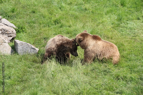 brown bear in the woods