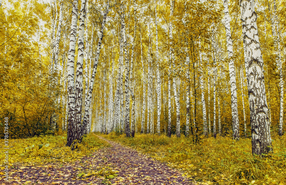Autumn birch forest with yellow leaves. Autumn birch forest with yellow leaves.