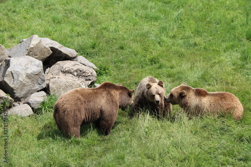 bear family