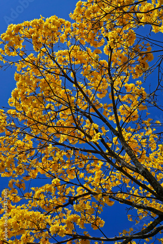 Golden trumpet tree or Yellow ipe tree  Handroanthus chrysotrichus   Rio de Janeiro  Brazil 