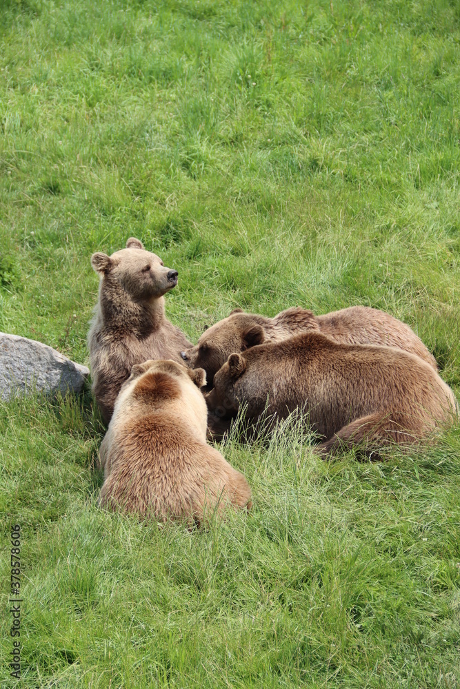 Fototapeta premium wilderness bear bär