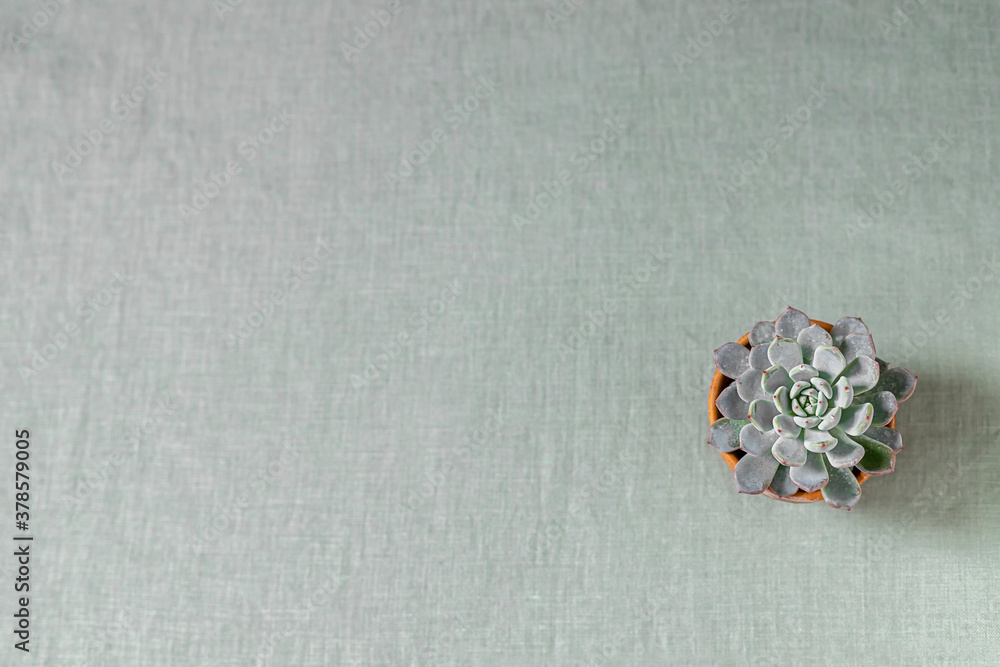Succulents on a background of linen fabric. Home decor and gardening concept. Succulents on a background of linen fabric. Home decor and gardening concept.