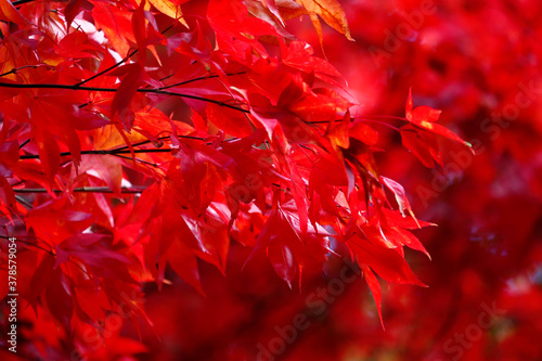 Red acer leaves against a red background.