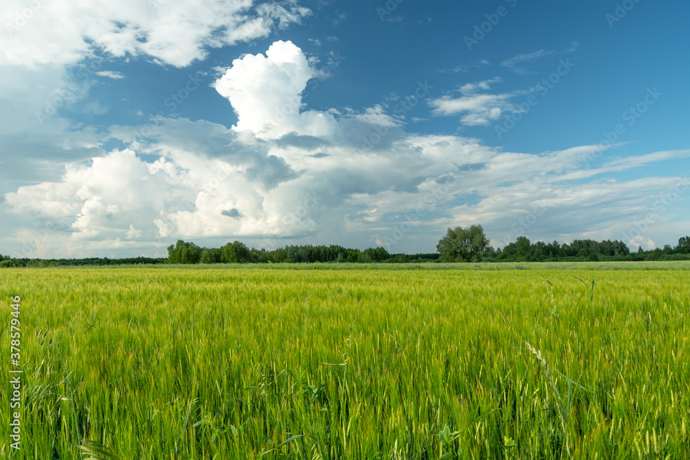 Green barley field and white clouds on blue sky Green barley field and white clouds on blue sky
