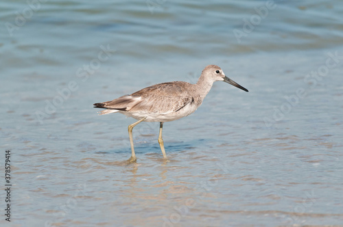 marbled godwits, seabird, walking a tropical, sandy, shoreline, search for small clams in gulf of Mexico, on sunny day 