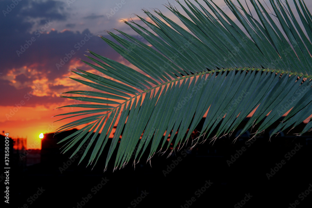 Panorama from the rooftops of Rome at sunset, backlight of buildings and trees, palm leaf in the foreground.